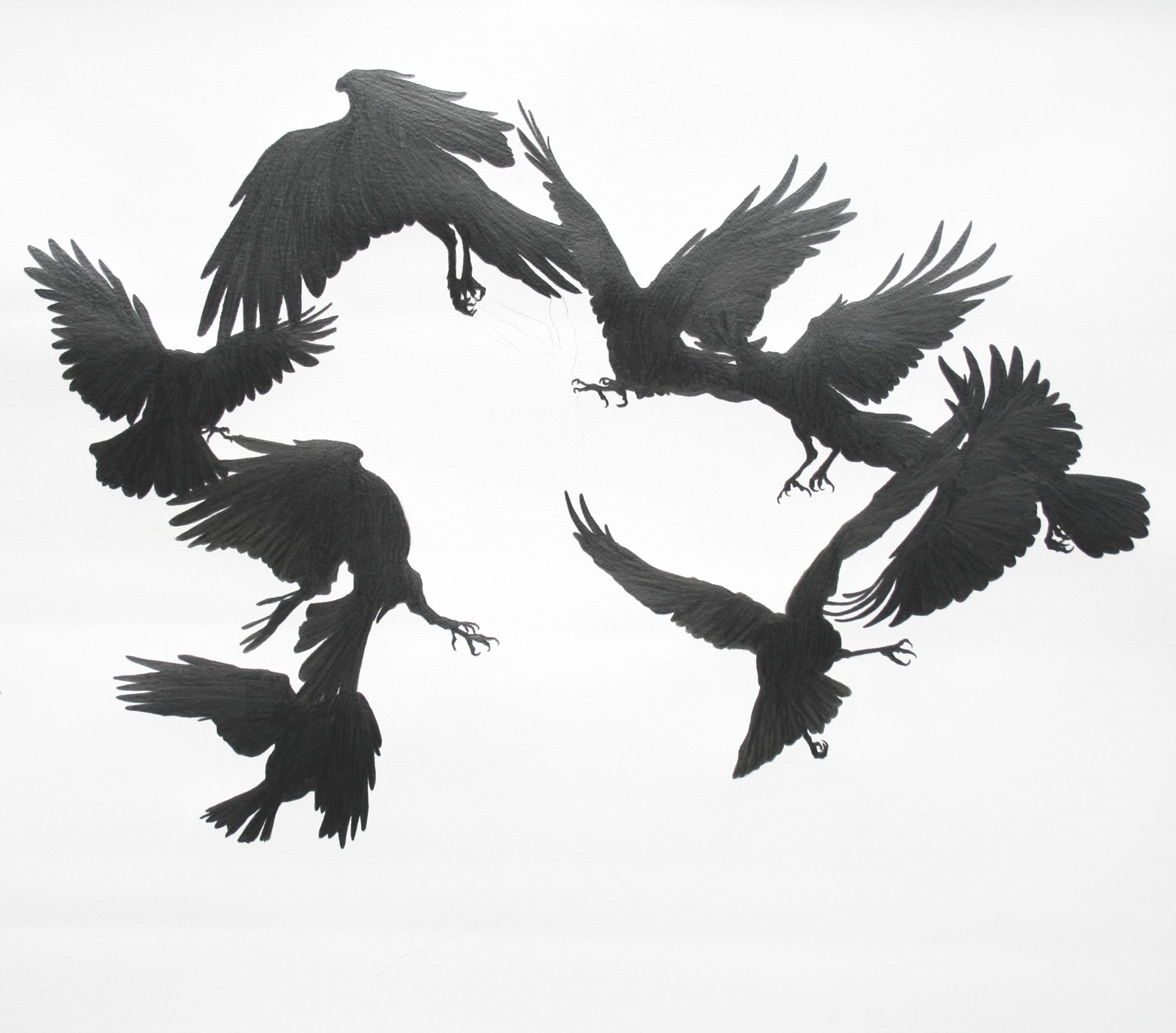 2000x1757 The Further Myths Or Facts Of Crow. Crows, Graphite And Ravens
