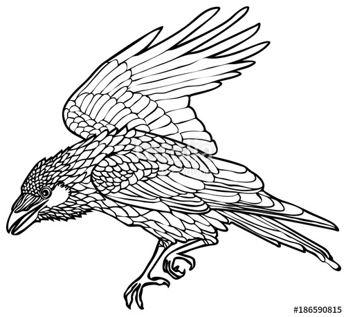 500x459 Vector Illustration Of Walking Raven Black And White Stock Image