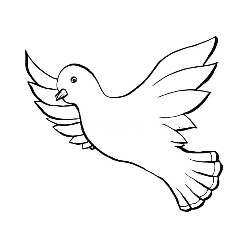 800x800 Bird Drawing Outline