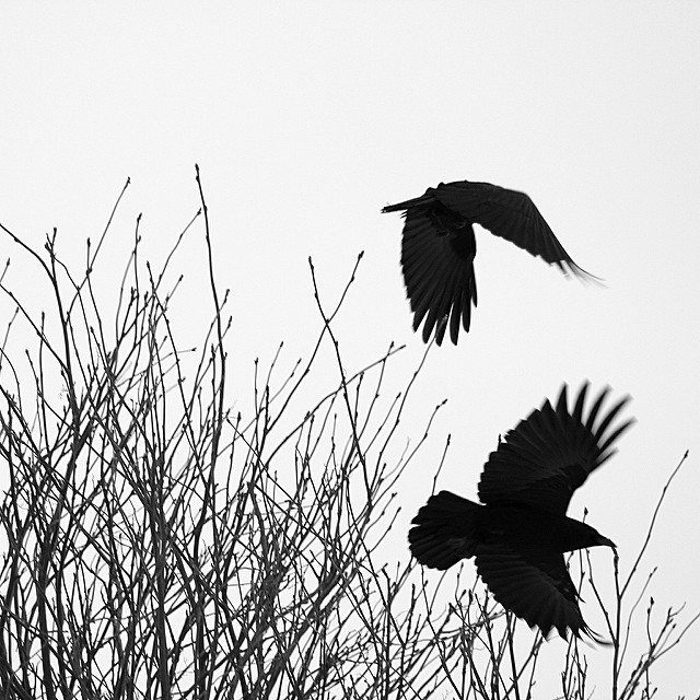 640x640 Ravens 2 (Creative Commons)