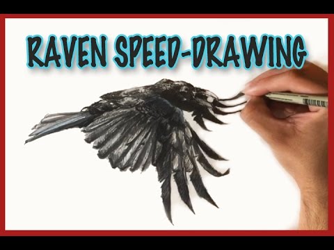 480x360 Raven In Flight, Speed Drawing, Watercolors And Ink