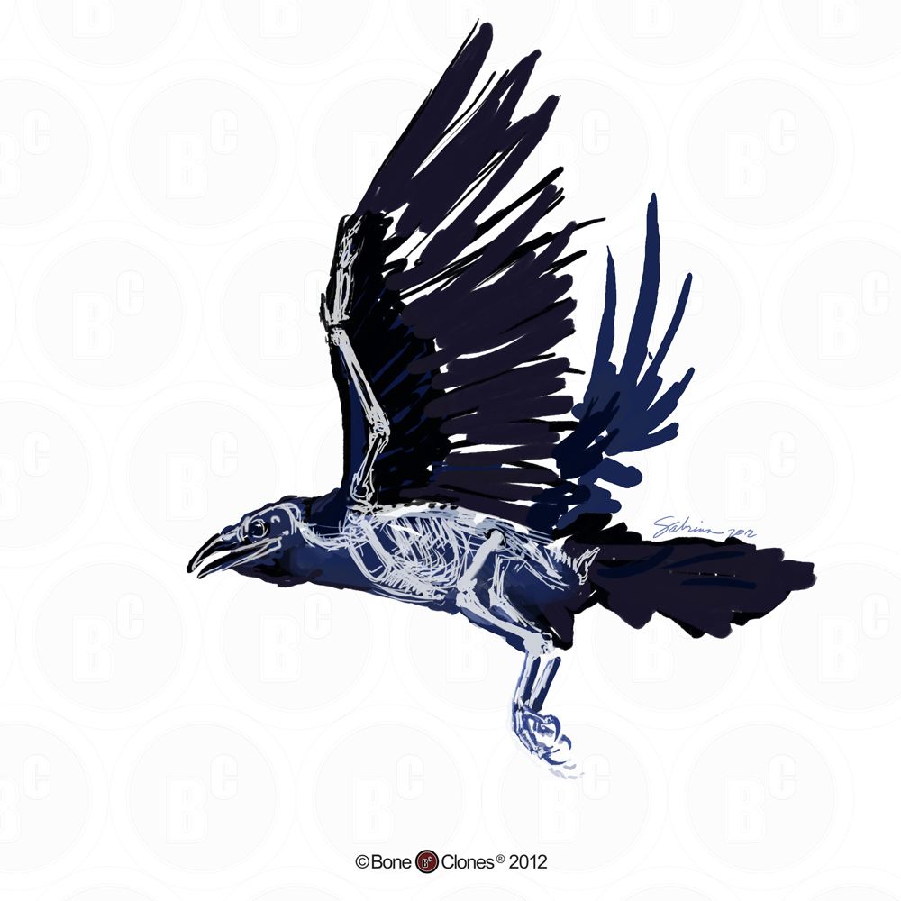 1000x1000 Raven Skeleton Articulated Raven Skeleton