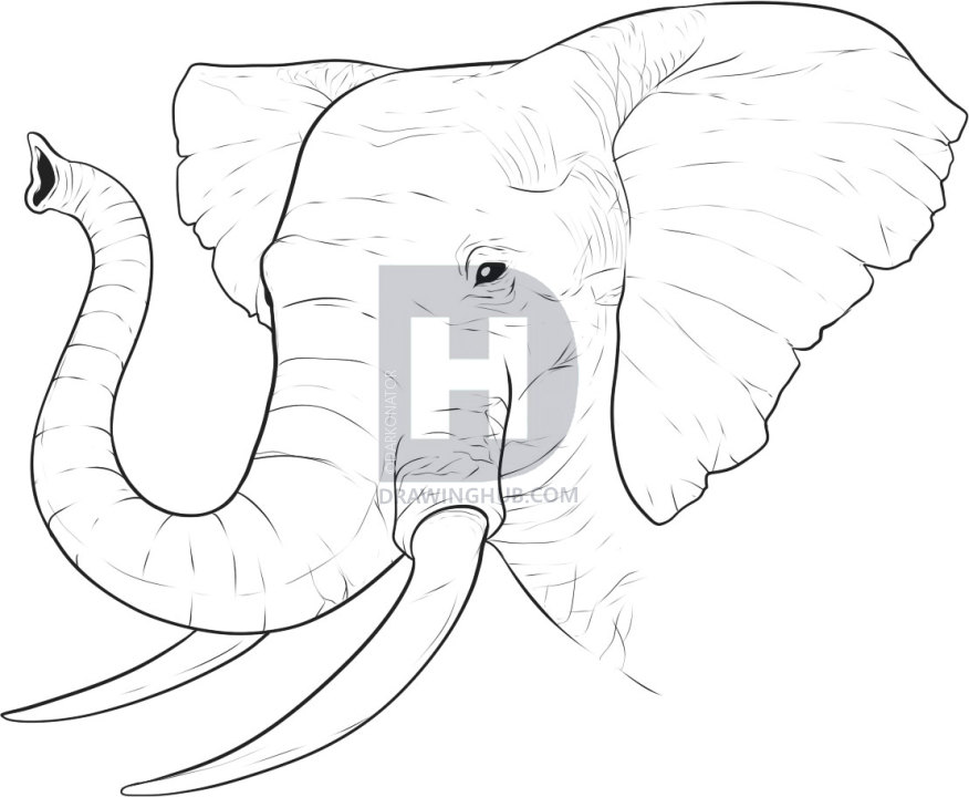 876x720 How To Draw A Realistic Elephant, Draw Real Elephant, Step By Step