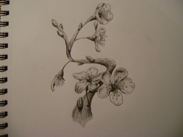 600x450 Collection Of Realistic Cherry Blossom Drawing High Quality