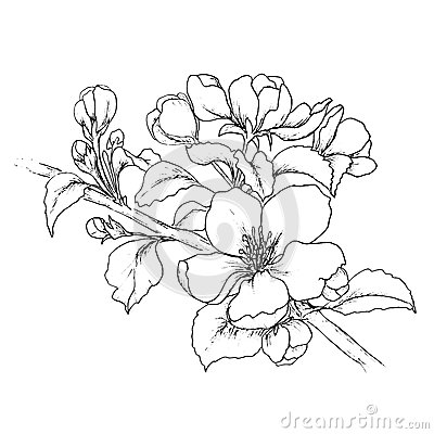 400x400 Collection Of Realistic Cherry Blossom Drawing High Quality