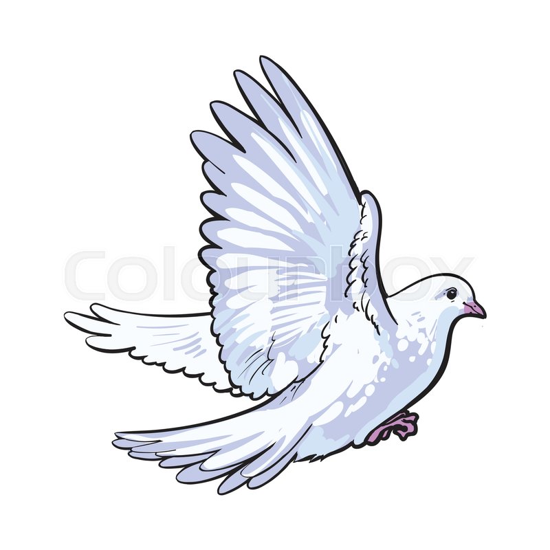 800x800 Free Flying White Dove, Sketch Style Vector Illustration Isolated
