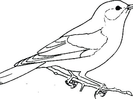 440x330 Realistic Bird Coloring Pages Free Birds Colouring Sheets 3553