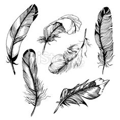 236x236 Feathers Draw