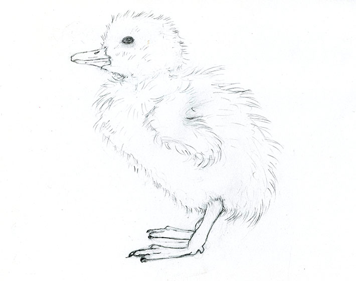 710x560 Adorable Art Learn How To Draw And Paint A Duckling