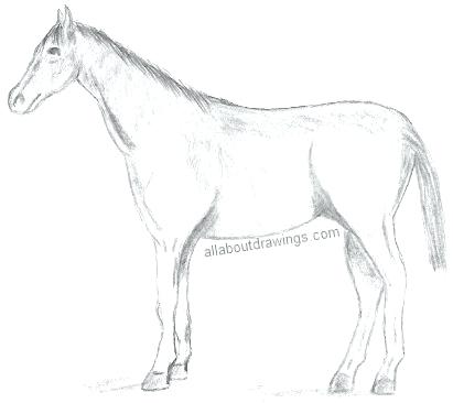 411x366 How To Draw A Realistic Horse Together With Drawing Lessons Draw