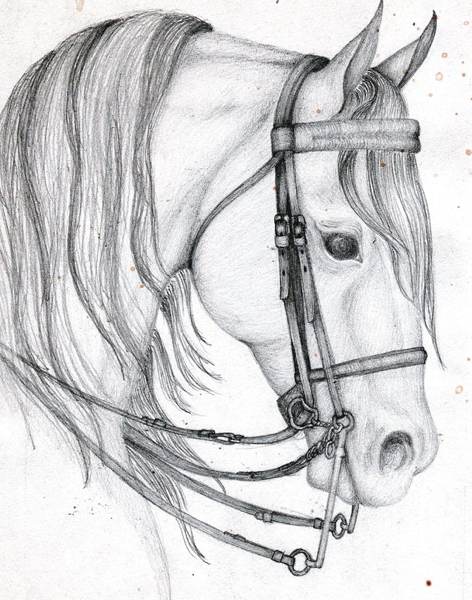 472x600 Arab Horse Head By Allofthatjazz