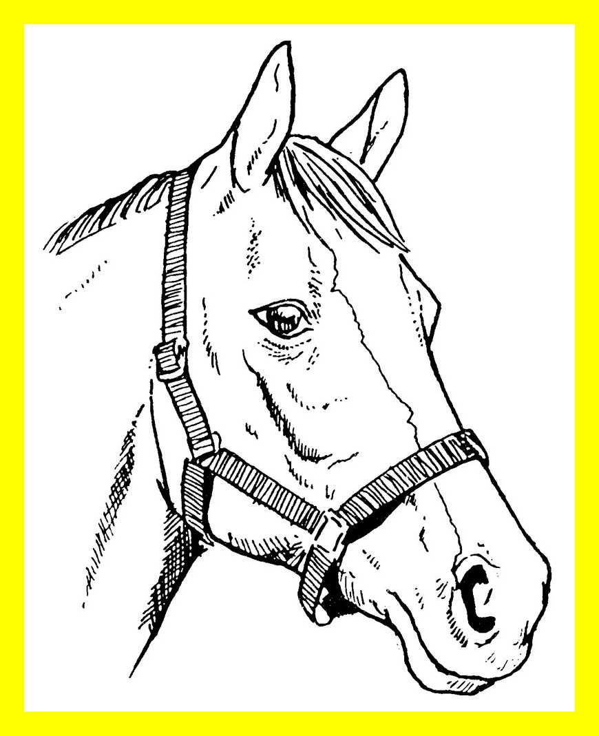 Realistic Horse Head Drawing at GetDrawings | Free download