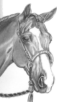 236x418 Horse Head Drawing Suzies