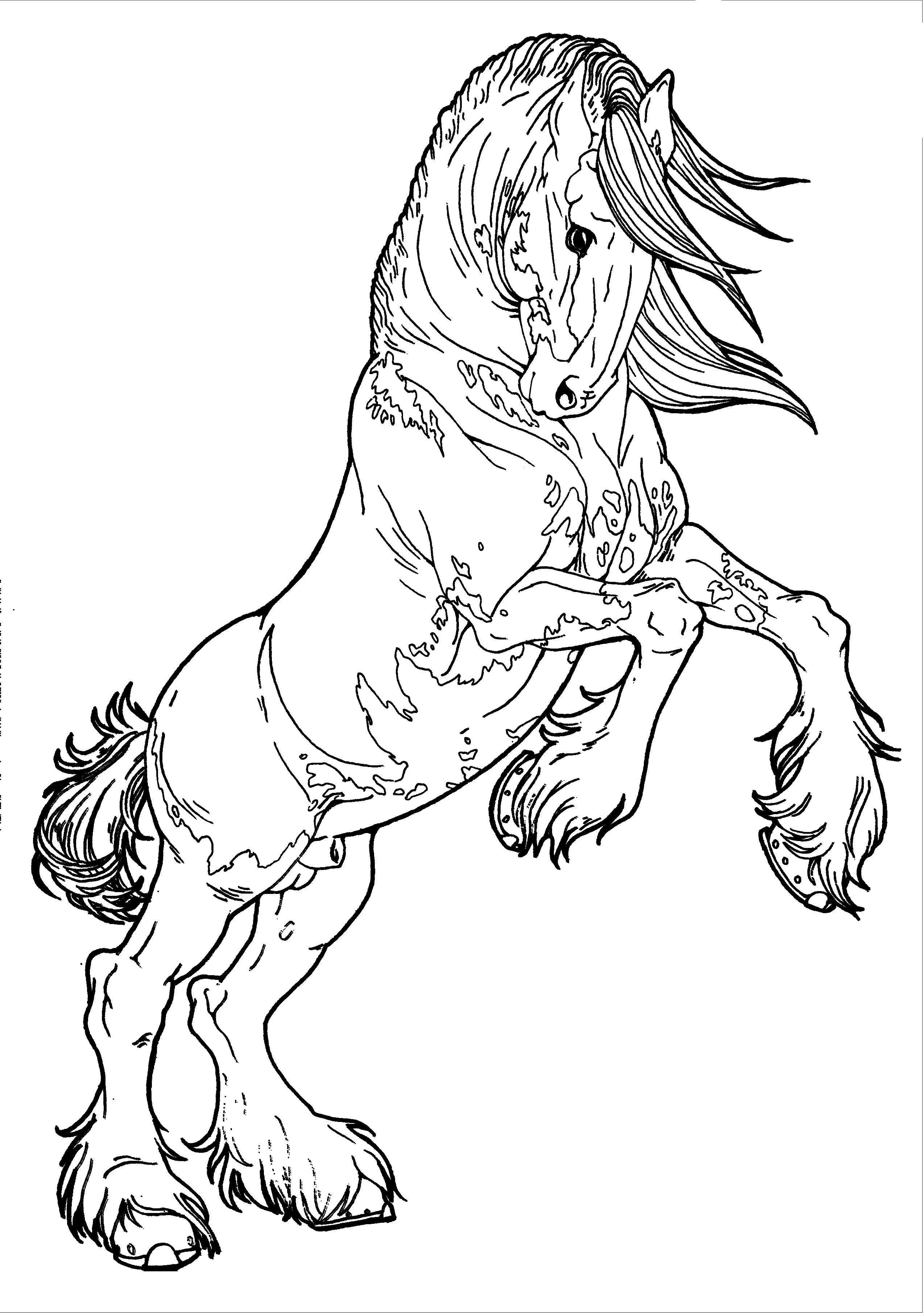 2549x3622 Arabian Horse Head Drawing 20 Realistic Coloring Pages