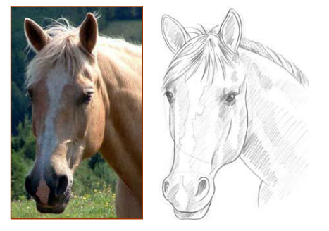 467x328 Collection Of Realistic Horse Head Drawing High Quality