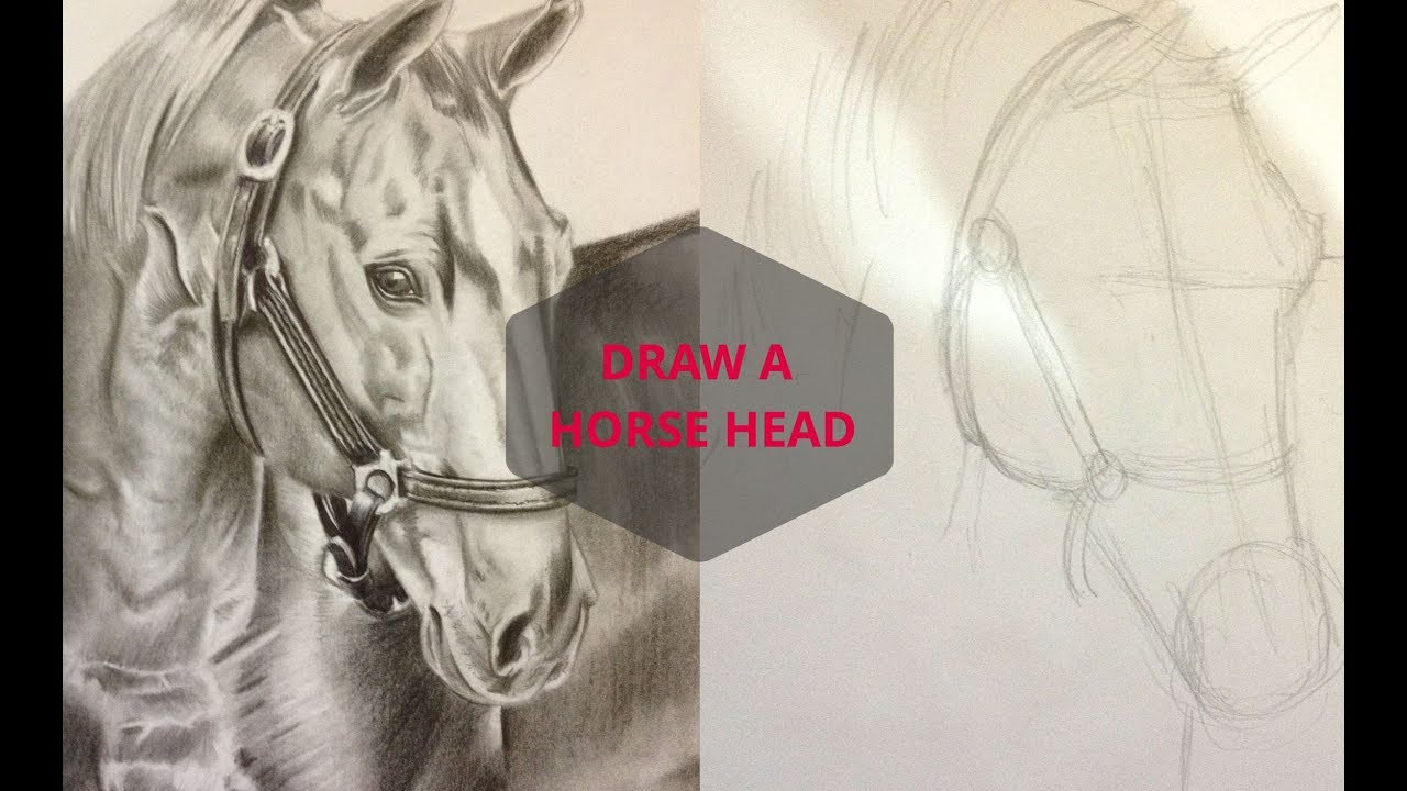 1280x720 Drawing A Realistic Horse Head With Pencil Realistic Horse