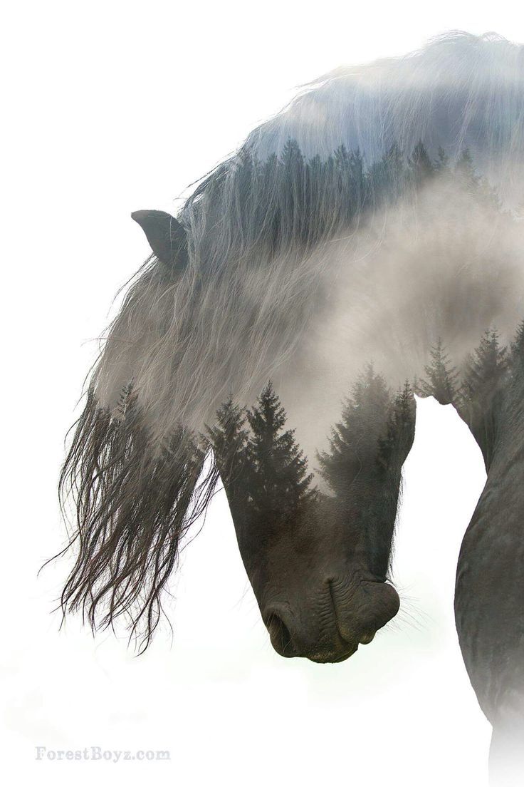 736x1104 Drawings Drawing Ideas Realistic Horse Drawing Beautiful Drawing