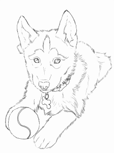 224x302 Here Is Your New Husky Drawing Now You Can Color Herhim In Husky