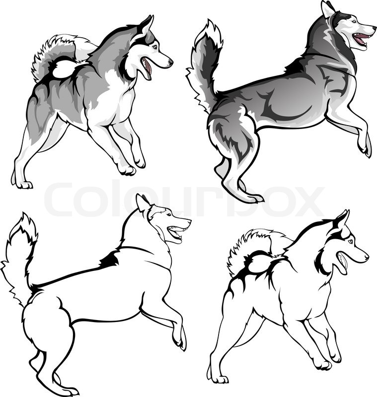 759x800 Siberian Husky Clipart Siberian Husky Drawing Step By Step
