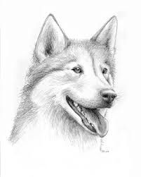 201x251 How Do You Draw Siberian Huskies