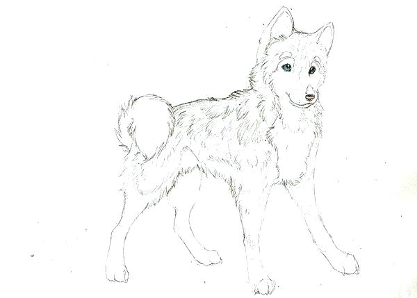 600x429 Beautiful Husky Coloring Page Nice Dog Drawing For Kids More