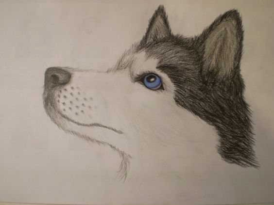 564x423 9 Best Siberian Husky Drawing Images On Husky Drawing