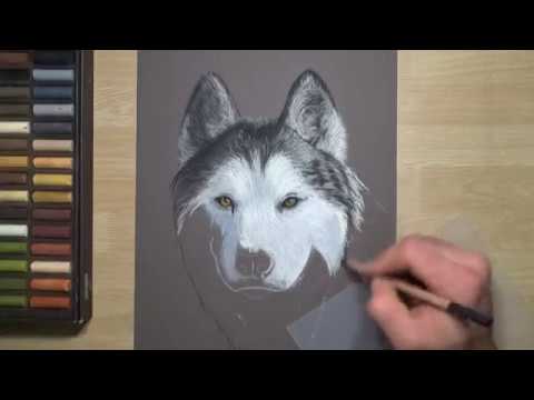 480x360 How To Drawing A Husky Portrait With Pastel Pencils By Emre Mutlu