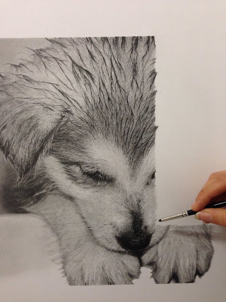 774x1032 In Progress Husky Pup Realistic Pencil Drawing By Samanthamessias