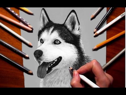 480x360 Pencil Drawing Siberian Husky