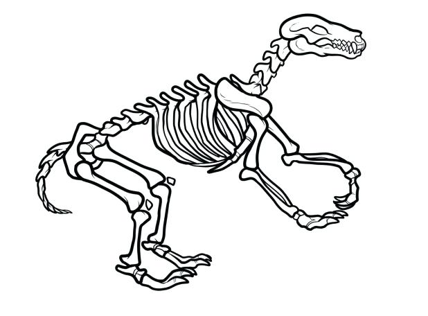 618x456 Printable Dinosaur Bones Puzzle Adult Coloring Pages For Kids