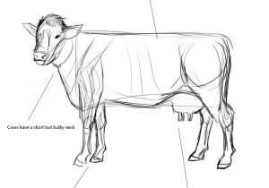 300x210 Cattle Long Bone Drawing Animal Skeleton