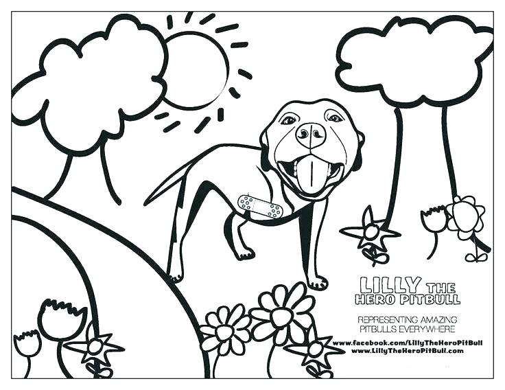 736x568 Pitbull Coloring Pages Page Sitting Calmly Colouring Sugar Skull