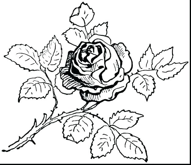 625x539 Skull And Roses Coloring Pages Skull And Roses Coloring Pages