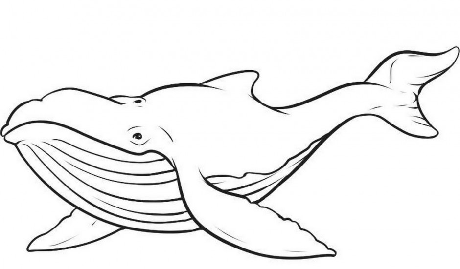 Realistic Whale Drawing