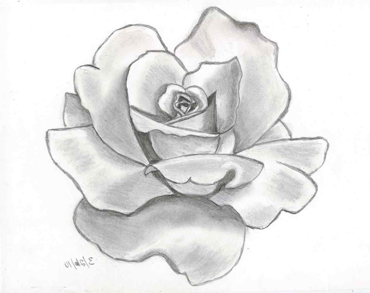 1264x1002 Pencil In Drawings Drawings Of Roses Vines Of Flowers