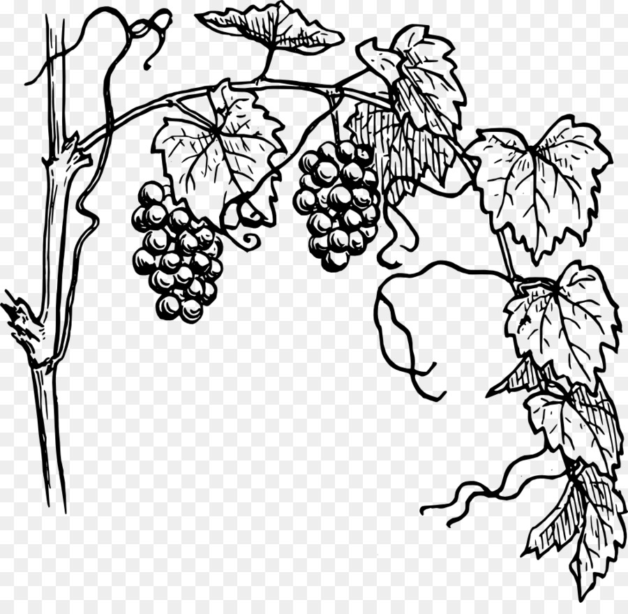 900x880 Common Grape Vine Drawing Clip Art