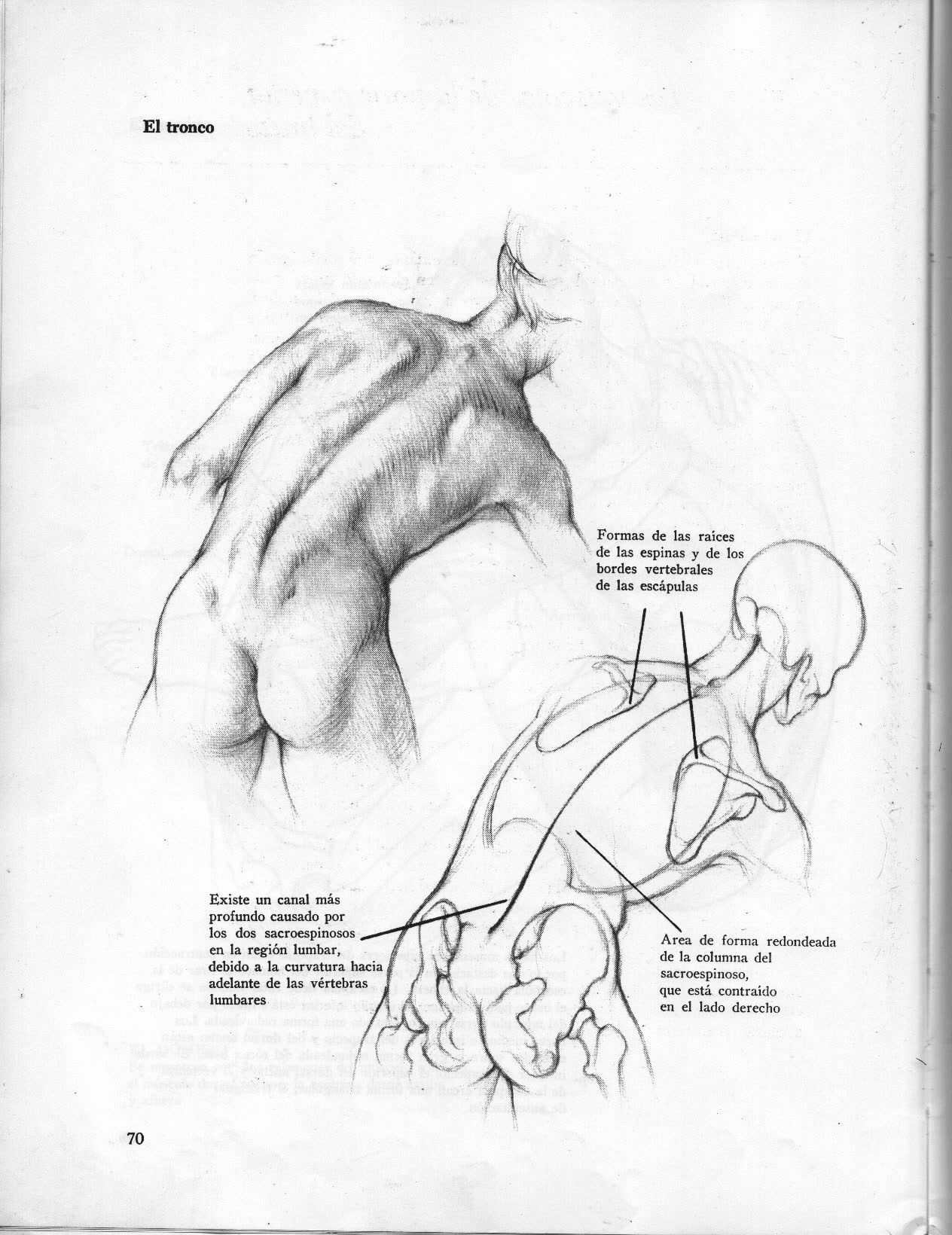 1264x1640 Ej. Tronco Visto Desde Atras Fuente Dibujo Anatomico De La Figura