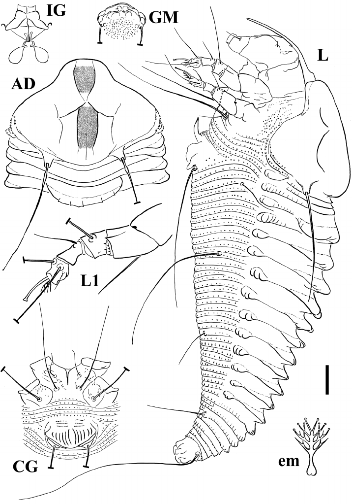 716x1023 Schematic Drawings Notallus Pesthae Sp. N. Ad Dorsal View