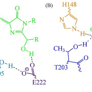 320x320 Schematic Drawing Presenting H Bonds In The Chromophore (In Green
