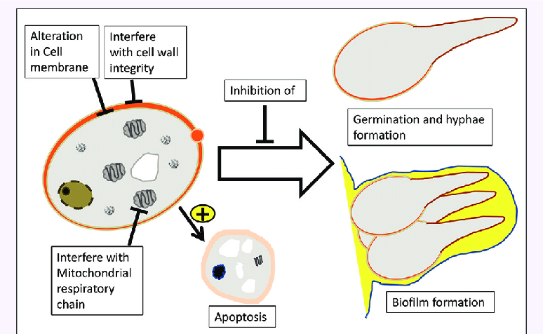 774x476 Representative Drawing Of The Active Sites And Mechanisms Of Most