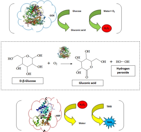 462x431 Representative Drawing Of The Biochemical Reaction Used