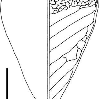320x320 Drawing Of Caragana Frutex Leaflet Showing Brochidodromous Major
