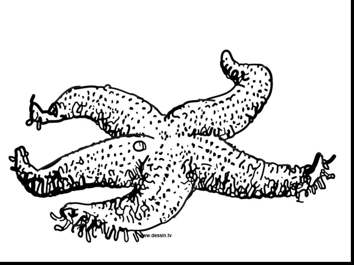 1126x844 Starfish Coloringges For Adultsge Largetrick Simple Outline