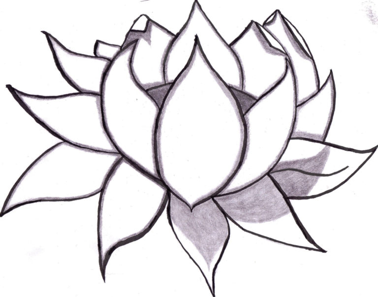 768x603 Flowers Easy To Draw Easy Drawing Flowers Search Results For Easy