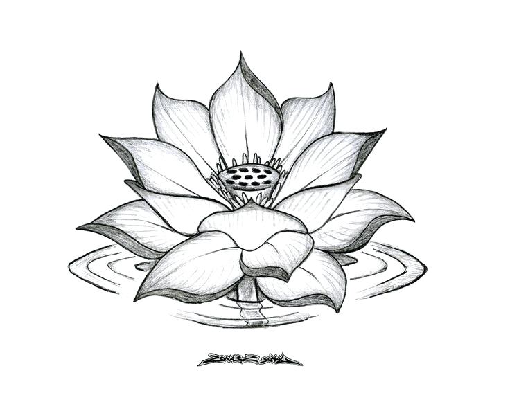 736x568 Tumblr Plant Drawings Drawings Garden City High School Coolman.club