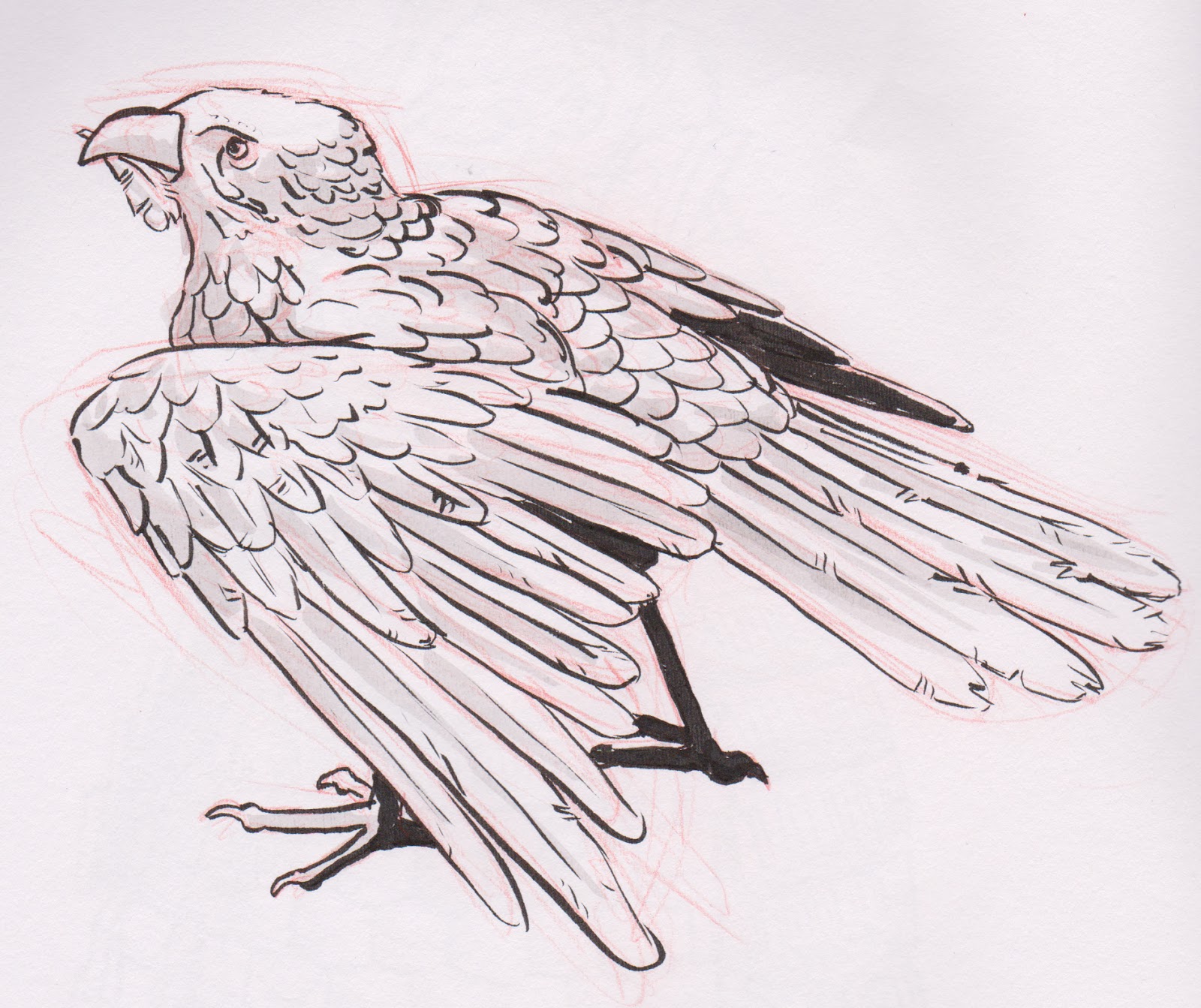 1600x1343 Sketch Ridge Samurai Drawings From The Art Museum, Plus Matt