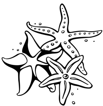 408x419 Starfish Black And White Drawing 4532812