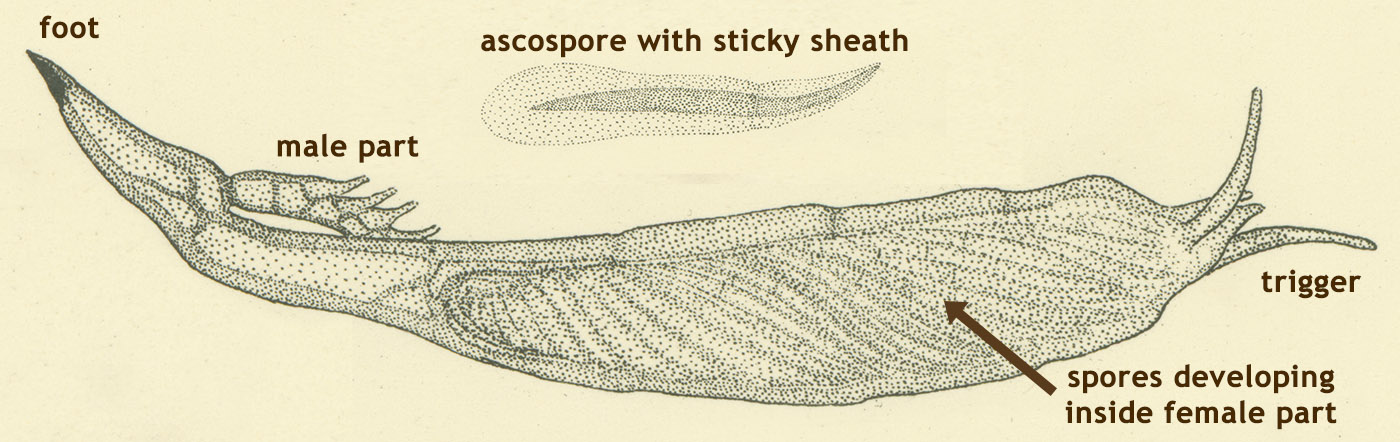 1400x442 Their Competitors With Poisonous Blood. Multicolored