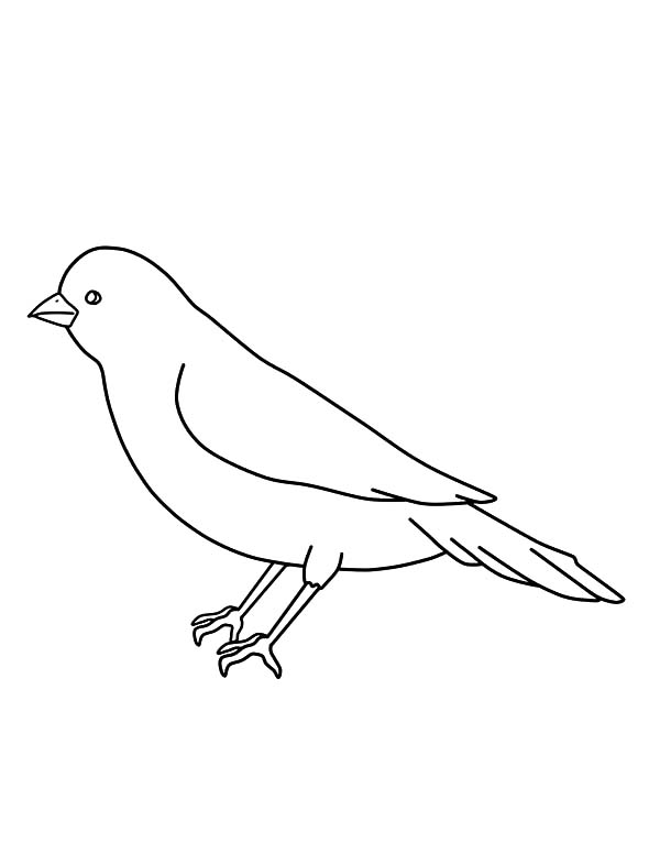 600x776 Bird Drawing Outline At Com Free For Personal Use B On Robin Bird
