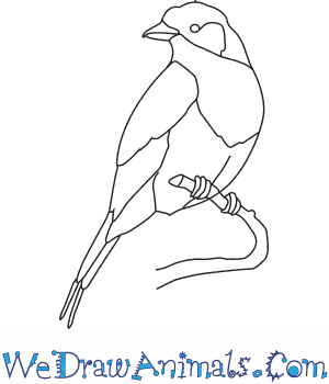 300x350 How To Draw A Lilac Breasted Roller